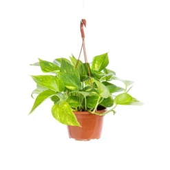 Pothos Aureus suspension Ø18xH40 cm