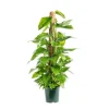 Pothos avec tuteur mousse pot Ø20xH100 cm