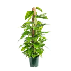 Pothos avec tuteur mousse pot Ø20xH100 cm