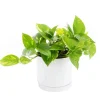 Pothos doré vert en pot blanc émaillé botanic®. Le pot Ø 15 cm