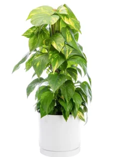 Pothos doré vert sur tuteur mousse en pot blanc émaillé botanic®. Le pot Ø 24 cm