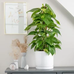 Pothos doré vert sur tuteur mousse en pot blanc émaillé botanic®. Le pot Ø 24 cm