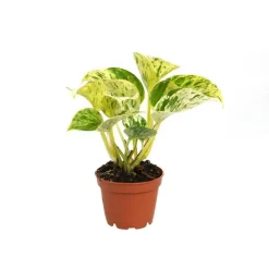 Pothos Marble Queen pot Ø6 cm