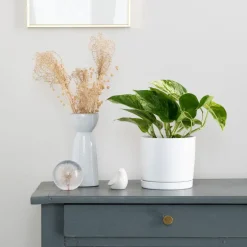 Pothos Marble Queen vert en pot blanc émaillé botanic®. Le pot Ø 15 cm