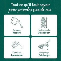 Pothos Marble Queen vert en pot blanc émaillé botanic®. Le pot Ø 15 cm