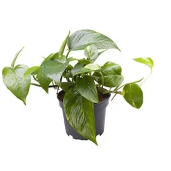 Pothos pot Ø6 cm