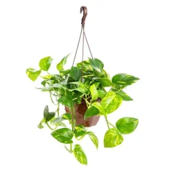 Pothos suspension Ø30xH60 cm