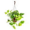 Pothos suspension Ø21xH50 cm