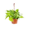 Pothos suspension Ø15xH40 cm
