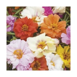 Pourpier à fleurs doubles - Le pack de 6 plants