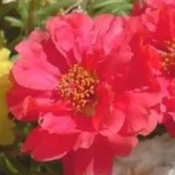 Pourpier à fleurs doubles - Le pack de 6 plants