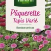 Pâquerette Tapis varié Vilmorin - graines à semer