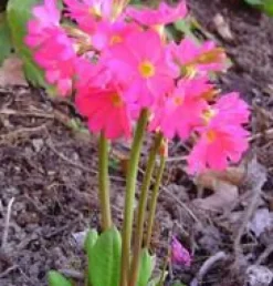 Primevère rose godet 9x9 cm