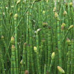 Prêle des rivières godet 9x9 cm