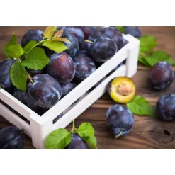 Prune Président bio de France - Prix au kg