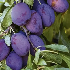 Prunier Quetsche d'Alsace coloris violet - 35 L