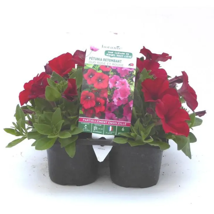 Pétunia retombant rose - Le pack de 6 plants