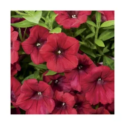 Pétunia retombant rose - Le pack de 6 plants