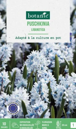 Puschkinea libanotica botanic® - 10 bulbes