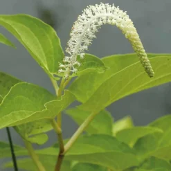 Queue de lézard 9x9 cm