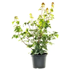 Érable champêtre vert. Le pot de 3 litres