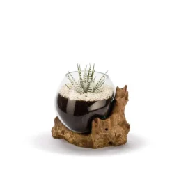 Racine Amazonia Mix Plantes Ø 25 cm