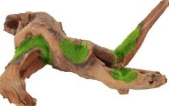 Racine avec graines de plantes aquatiques « ki pousse » M