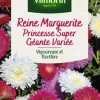 Reine Marguerite Princesse Super Géante Variée Vilmorin - graines à semer
