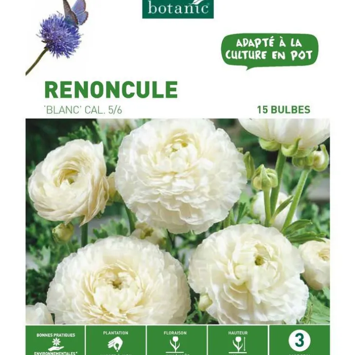 Renoncule coloris blanc botanic® - 15 bulbes