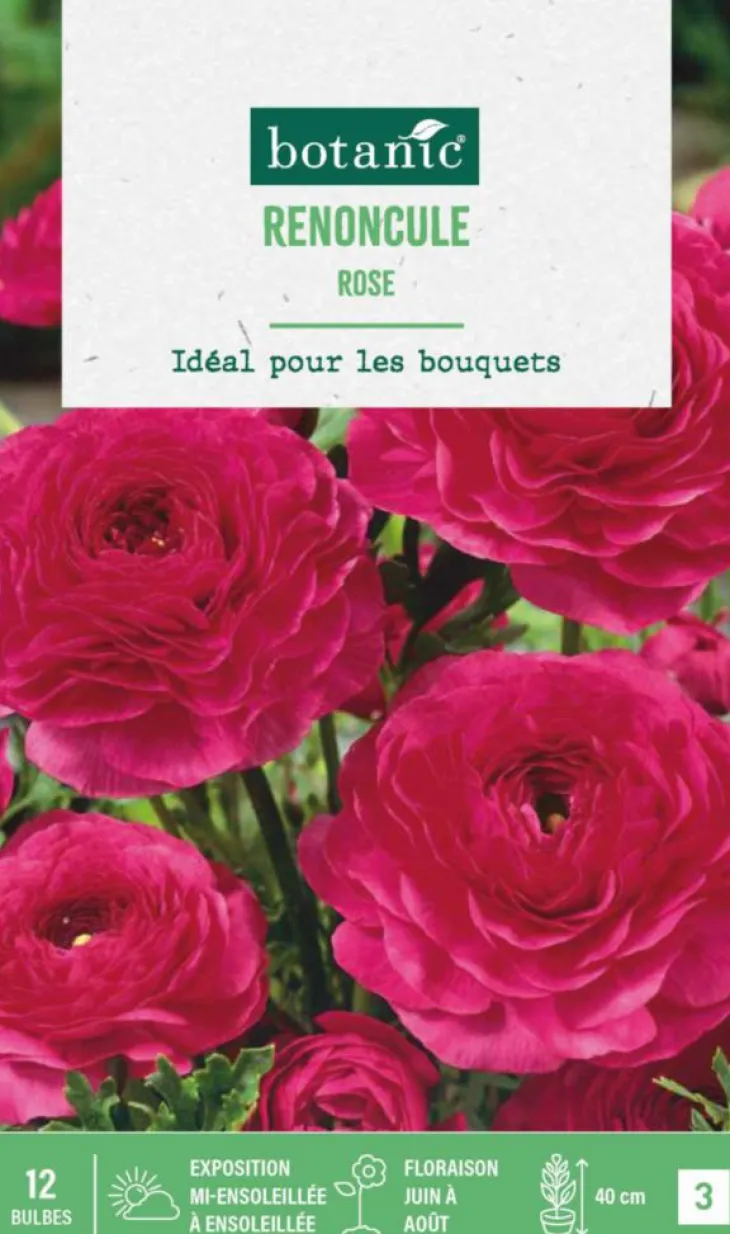 Renoncule coloris rose botanic® - 12 bulbes