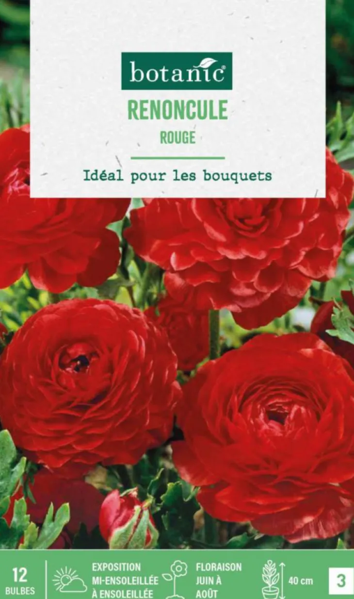 Renoncule coloris rouge botanic® - 12 bulbes