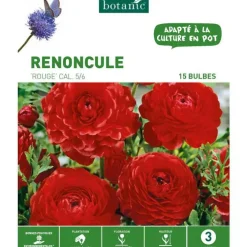 Renoncule rouge botanic® - 15 bulbes