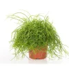 Rhipsalis cassutha 25 cm. Le pot de 15 cm