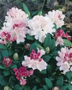 Rhododendron Hybride Varié. Le pot de 4 litres