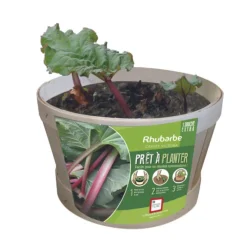 Rhubarbe extra bio Ernest Turc®. Pied mère en bourriche prêt à planter
