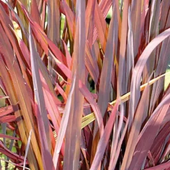 Riz ornemental pourpre godet 9x9 cm