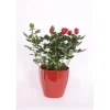 Rosa Palace Variés + Cache-pot