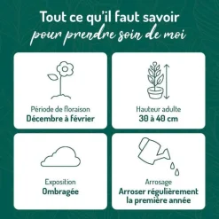 Rose de Noel blanche - Le pot de 9 x 9 cm