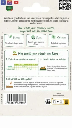 Rose Tremière Pastorale Vilmorin - graines à semer