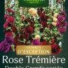 Rose Trémière Double grande variée Vilmorin - graines à semer