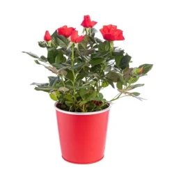 Rosier beau monde avec cache pot