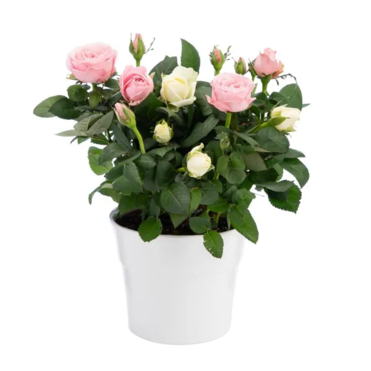 Rosier duo bicolore avec cache-pot. Le pot Ø 14 cm