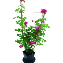 Rosier grimpant rose palissé