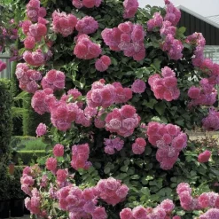 Rosier liane rose (ROSIER LIANE) Le pot de 3 litres 100% recyclé