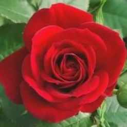 Rosier Palace multicolore – Pot de 17 cm