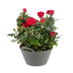 Rosier Victory Coupe Ø23 cm