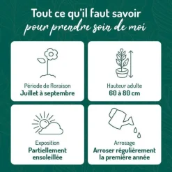 Rudbéckia jaune - Le pot de 9 x 9 cm