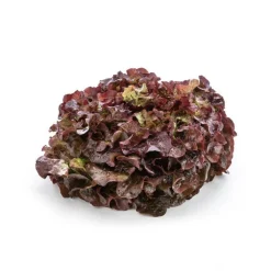 Salade feuille de chêne rouge bio de France - Prix à la pièce