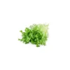 Salade frisée bio de France - Prix à la pièce