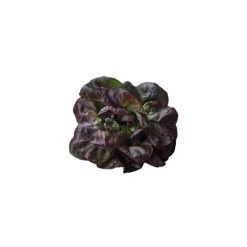 Salade laitue rouge bio de France - Prix à la pièce